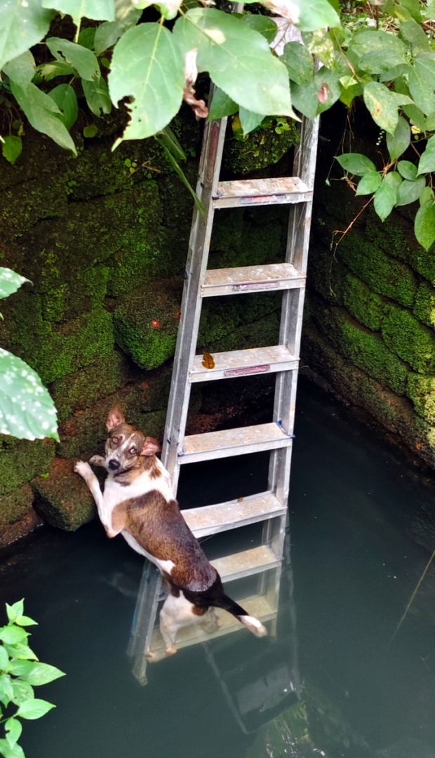 Timely rescue highlights hazardous wells in Aldona