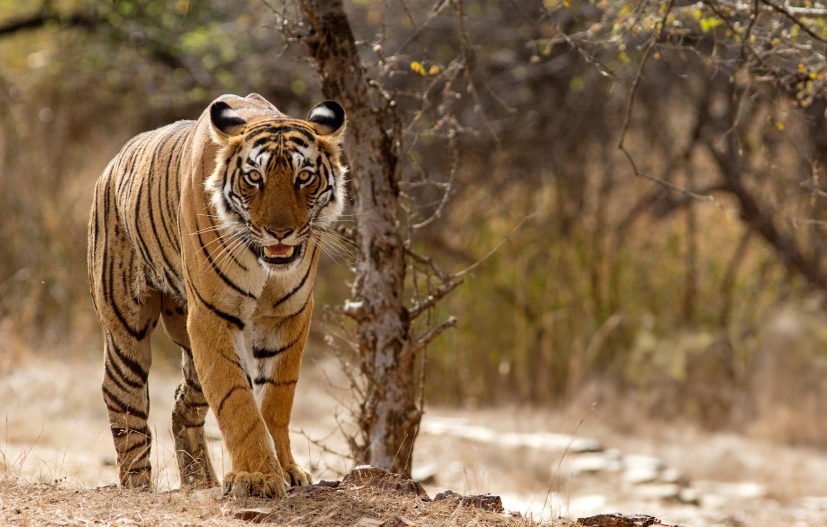﻿Minister strongly objects to proposed tiger reserve plan