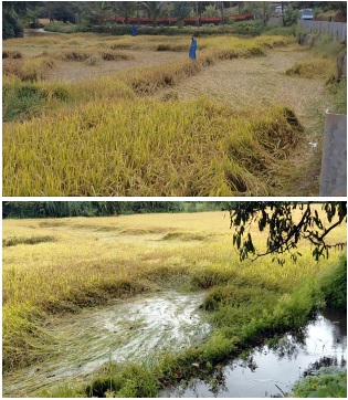 Rains batter Canacona paddy fields, delay harvest across 2,500 hectares