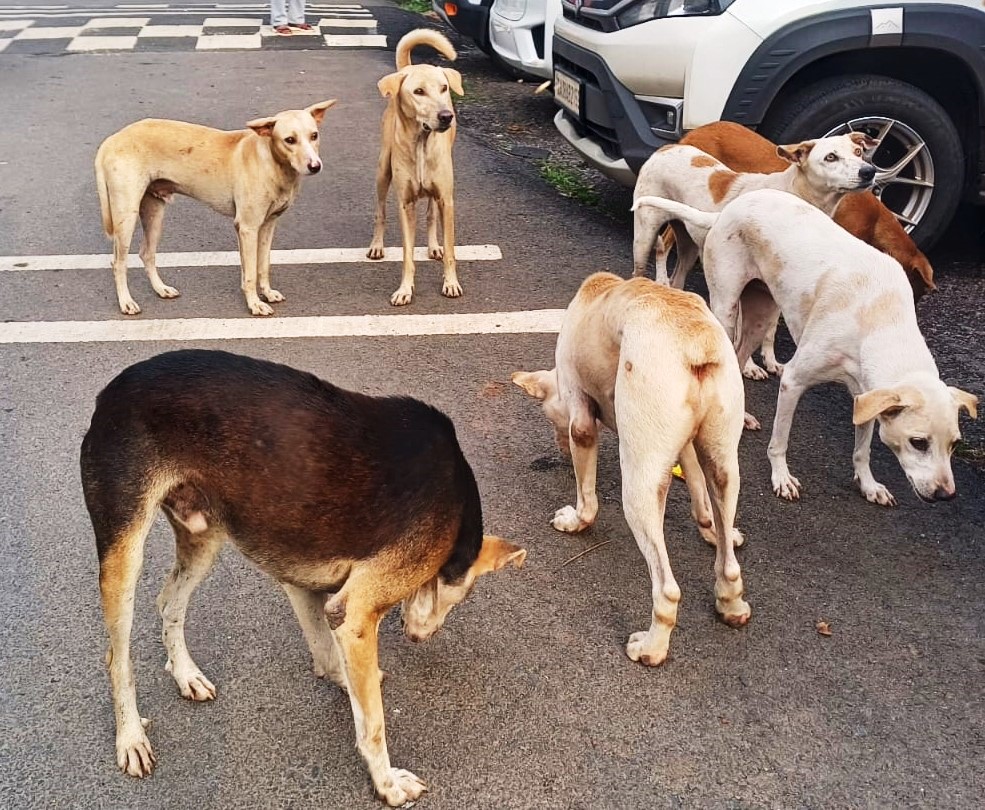 State rushes to file affidavit   on stray dog control steps