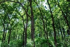 CM seeks number of fruit trees  planted, water holes created