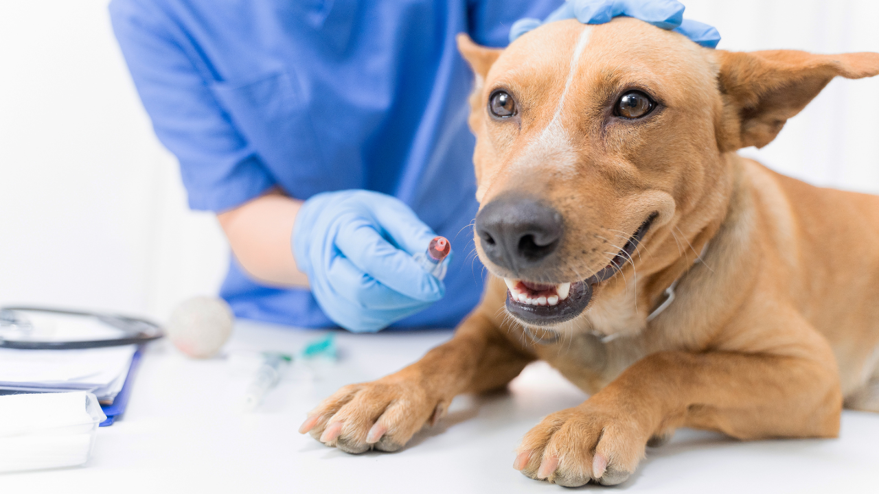 ﻿Pet owners urged to vaccinate dogs amid Canine Distemper cases in Goa