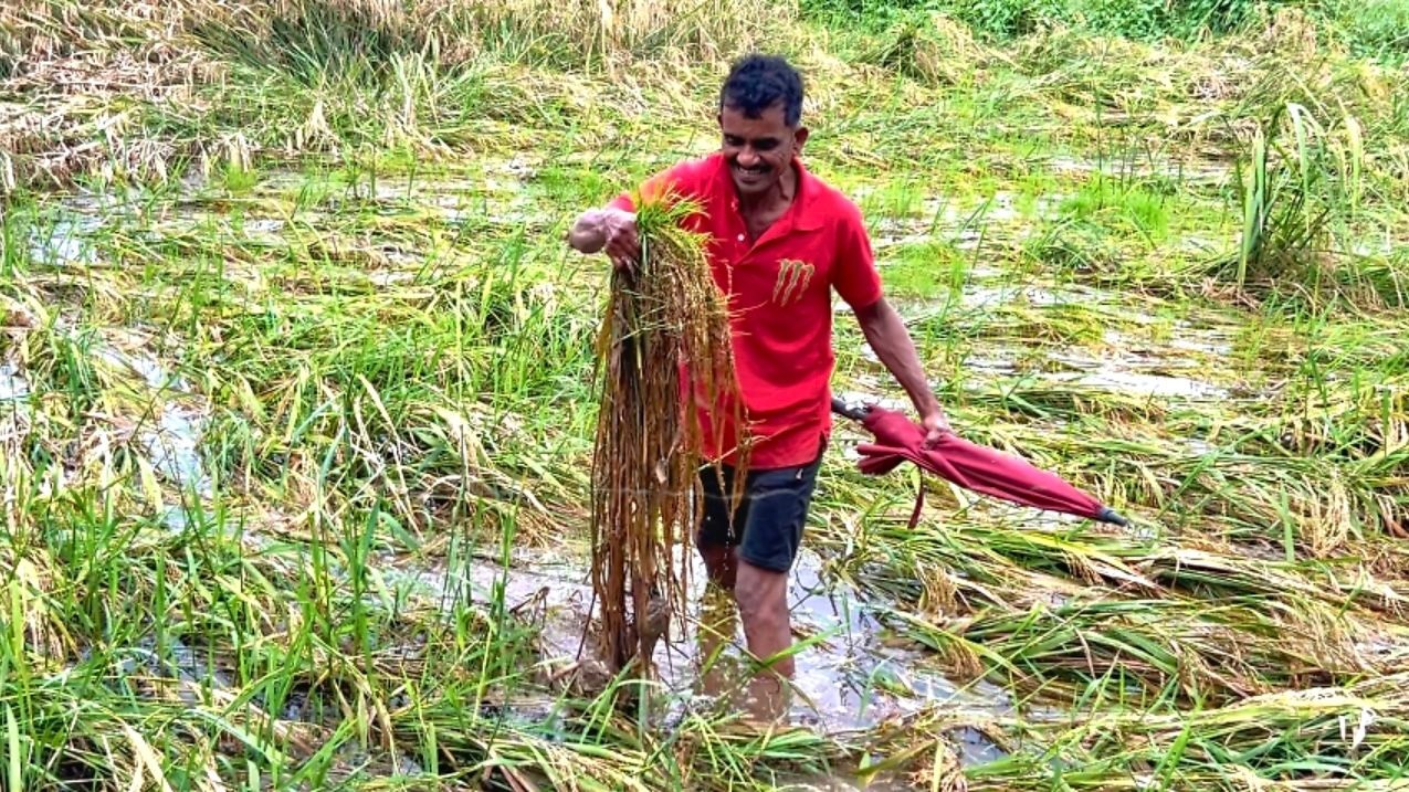 Farmers await relief as flood-hit Bardez fields remain submerged