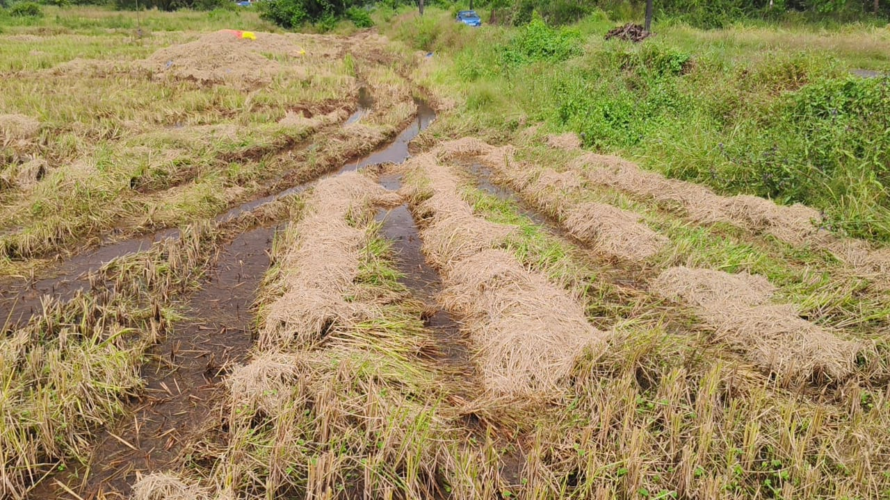 SPOTLIGHT | A harvest lost to climate volatility: Bardez farmers bear the brunt of October rains