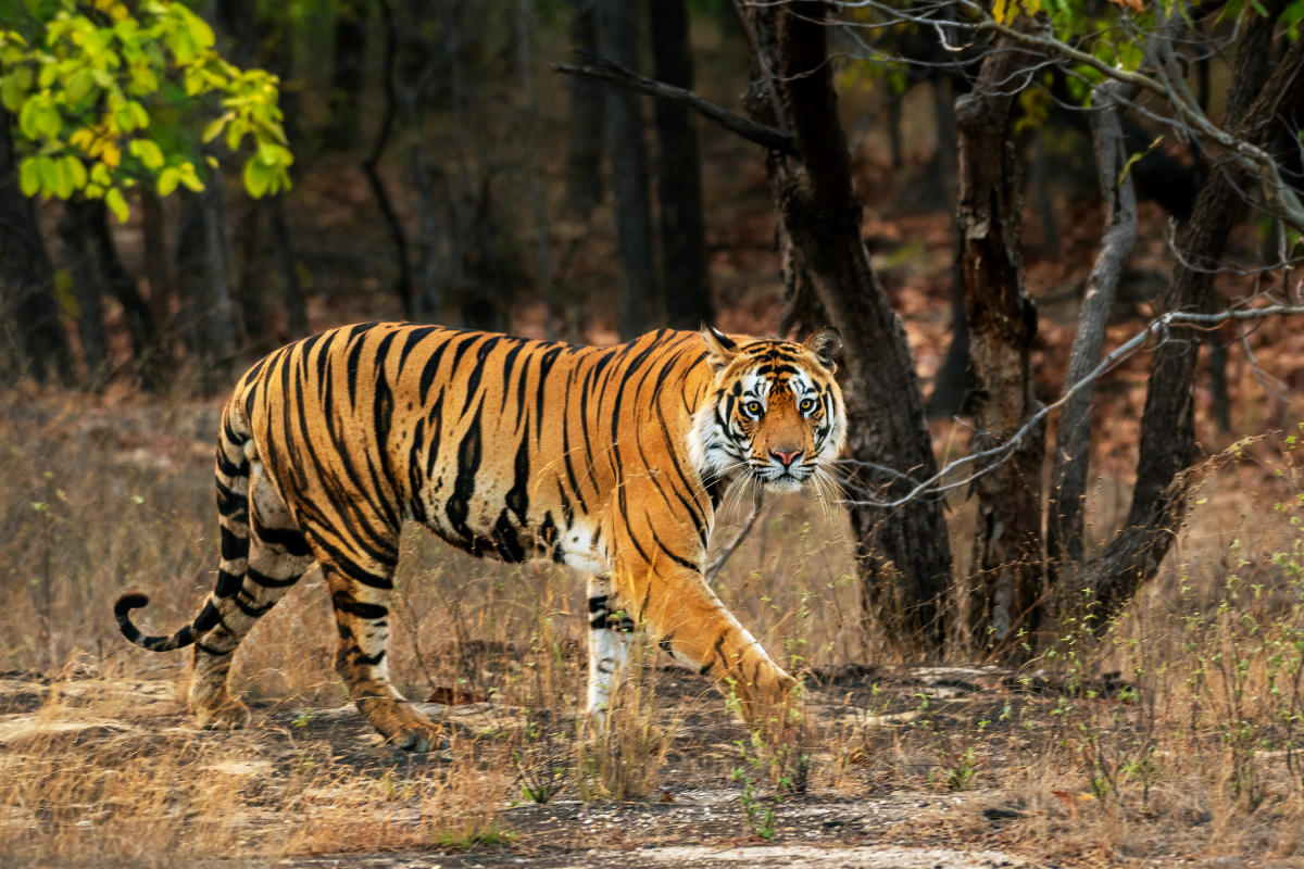 ﻿Forest dept seeks govt nod   to take part in Tiger census