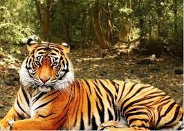 SC panel in Goa for second  round of consultations