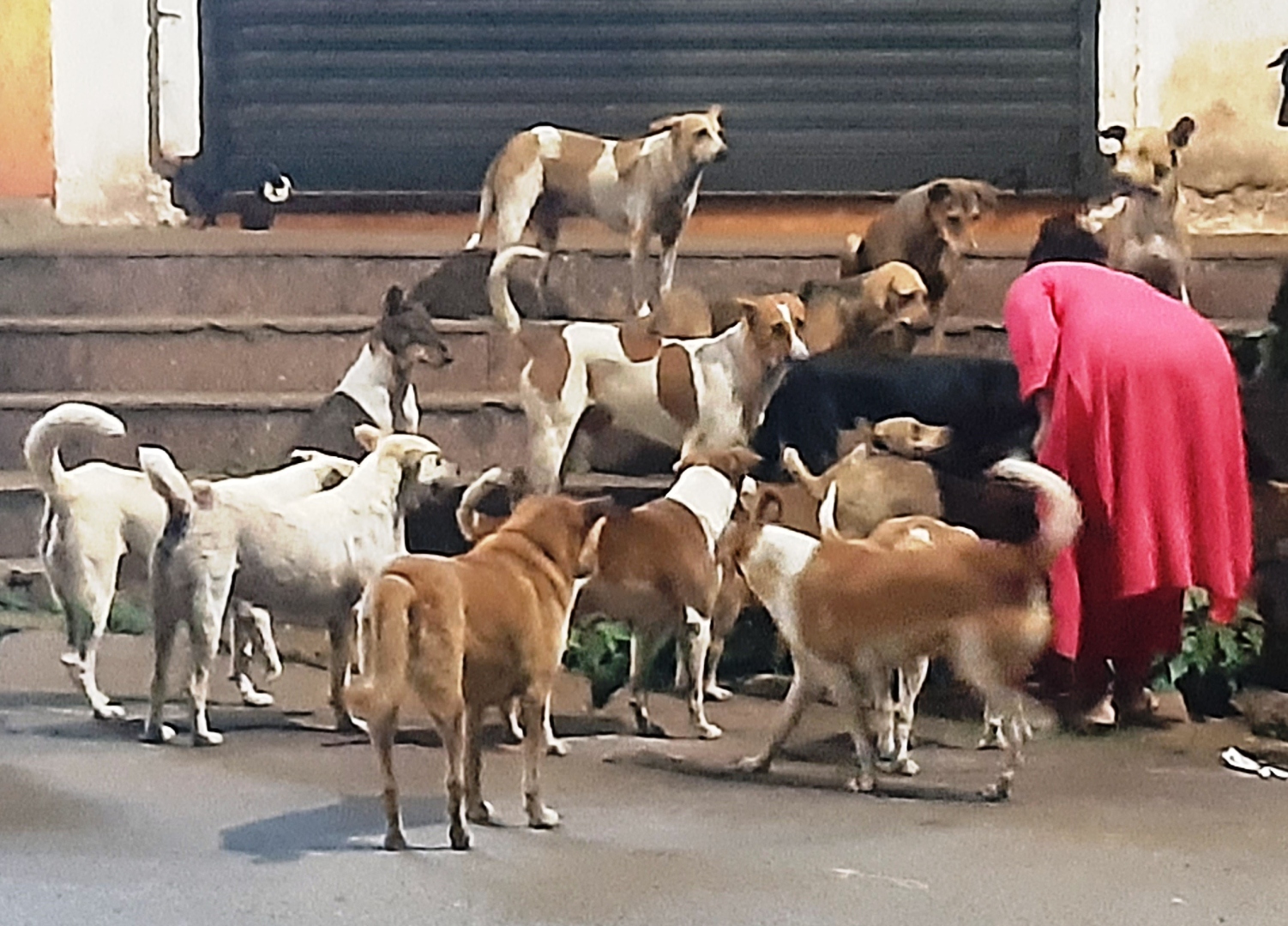 ﻿Margao council moves to regulate stray feeding, but infra for ABC still missing