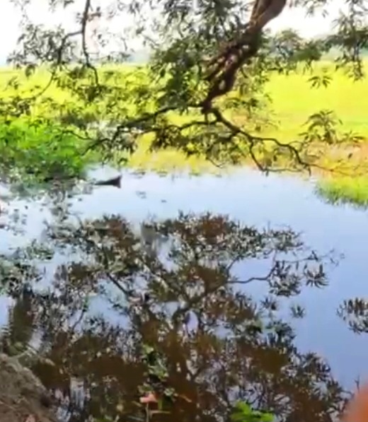 One-and-half-yr-old drowns in pond at Tolleaband-Benaulim