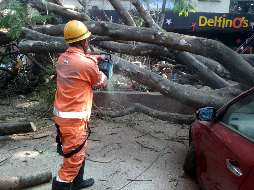 Four vehicles damaged as tree collapses in Porvorim