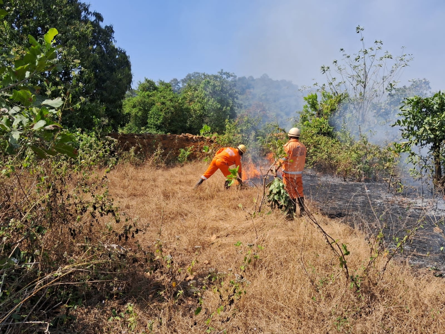 Fire destroys 500 cashew trees across 4 Sattari plantations