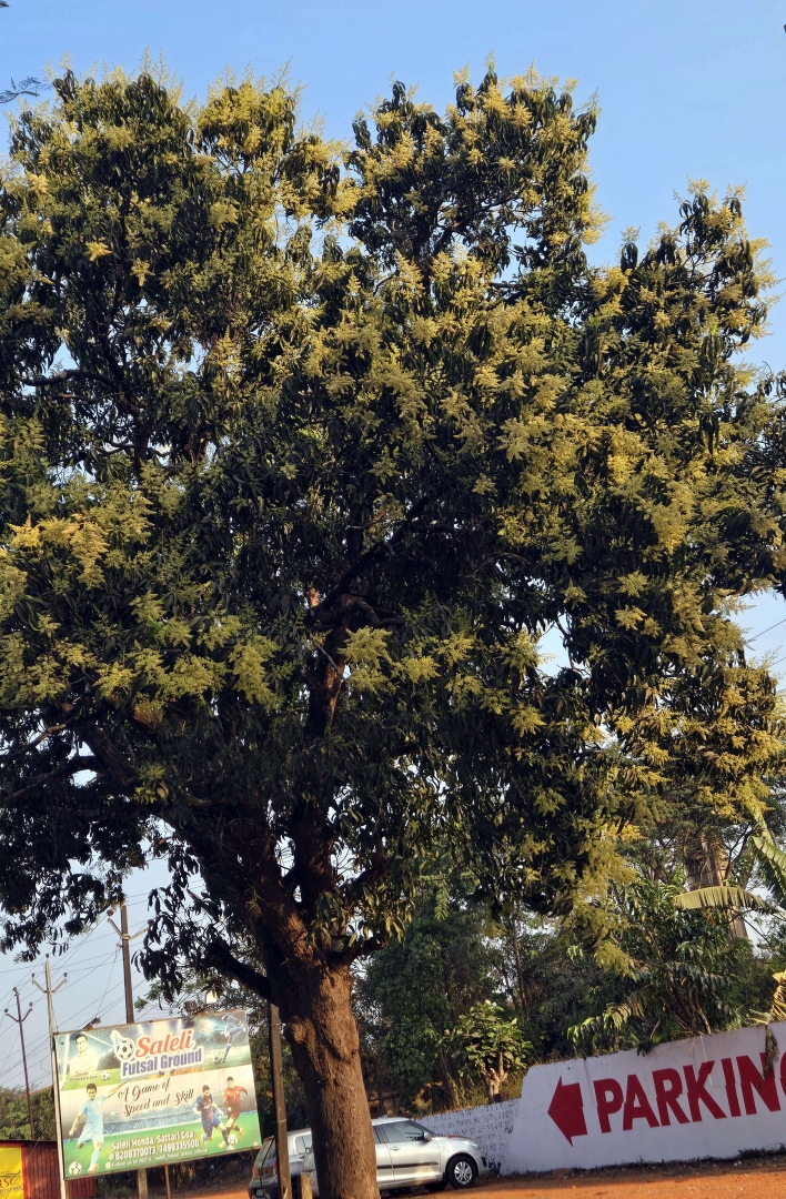 Drop in temperature favours   rich mango harvest in Sattari