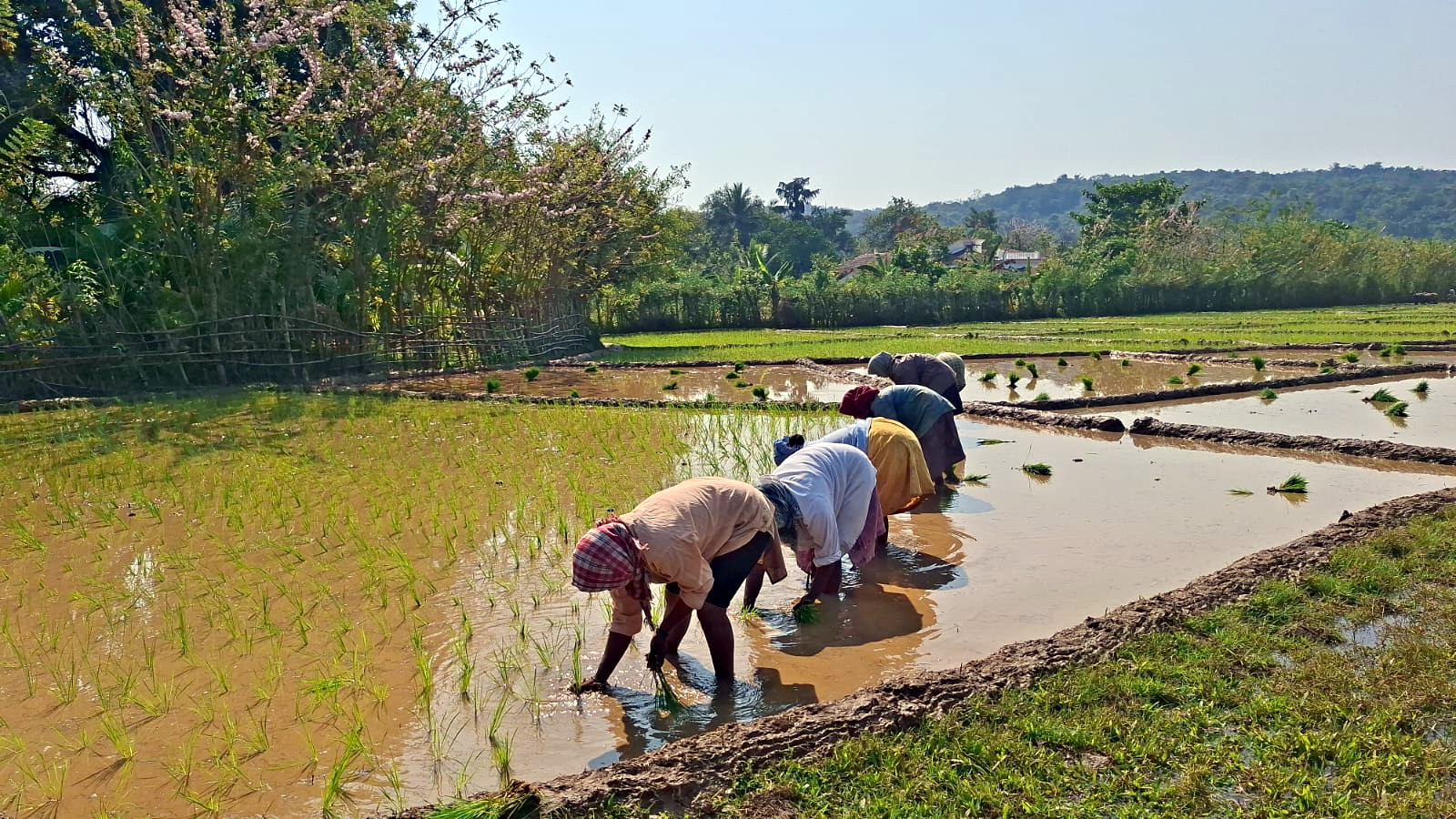 Vayangani paddy cultivation gains momentum in Sattari