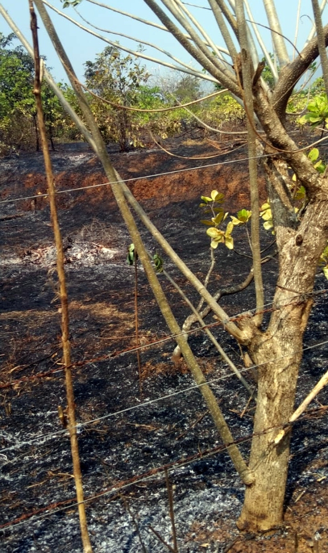 Fire damages cashew plantation at Sattari