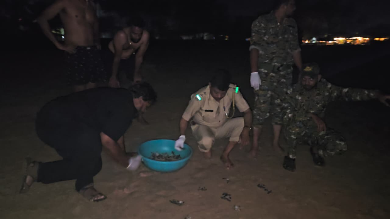 First batch of 72 Olive Ridley   hatchlings released at Agonda
