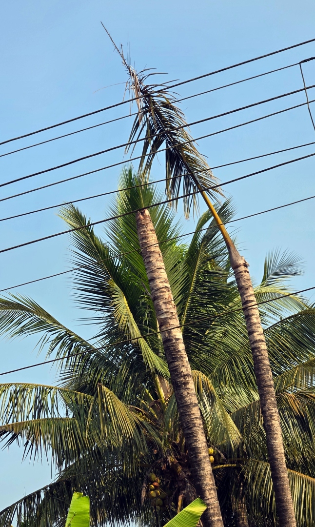 Wildlife menace, disease risk coconut production in Sattari