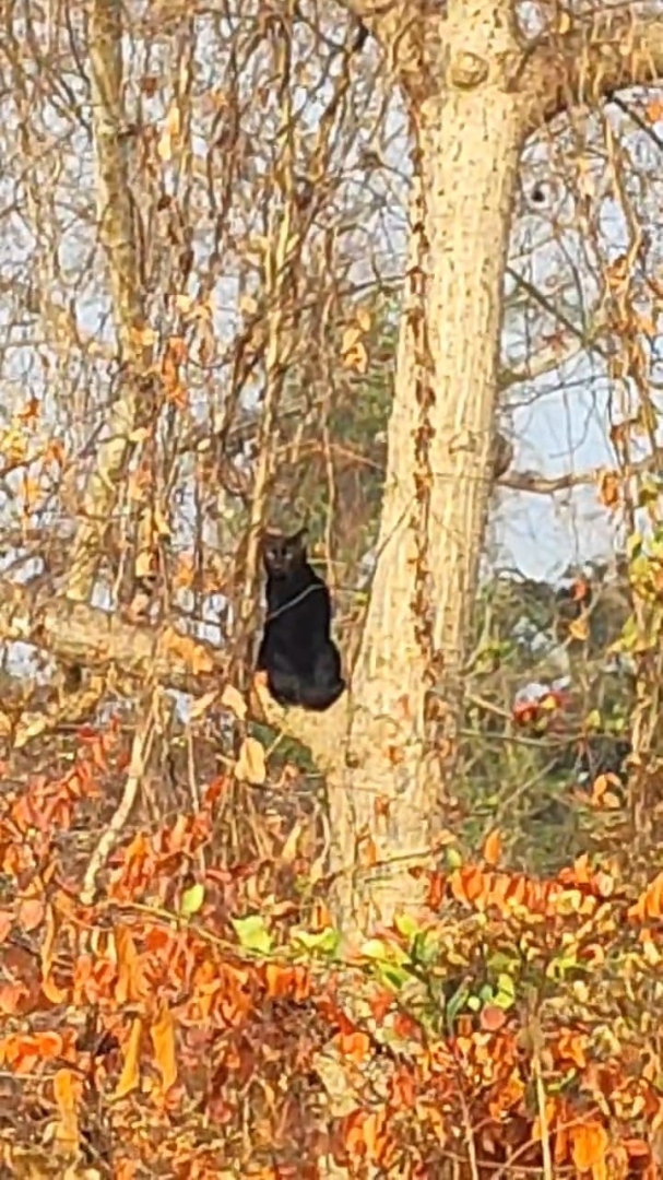 Confusion reigns among locals over animal spotted in Kudnem