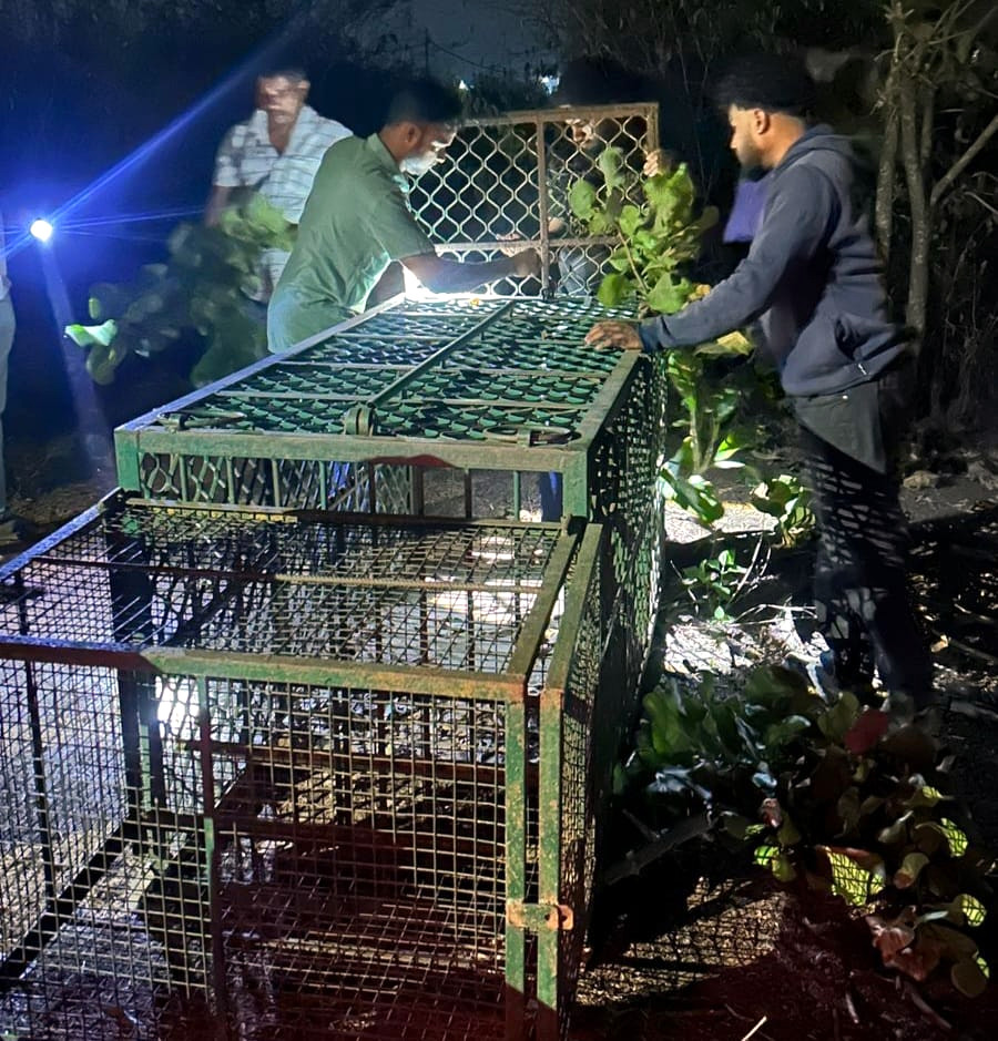 Leopard sightings rise in Bicholim