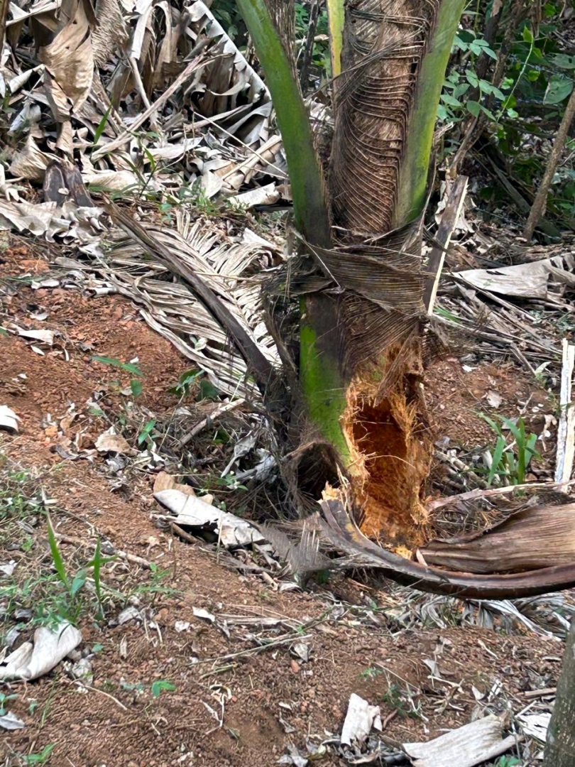 Porcupine menace adds to farmers’ troubles in Sattari