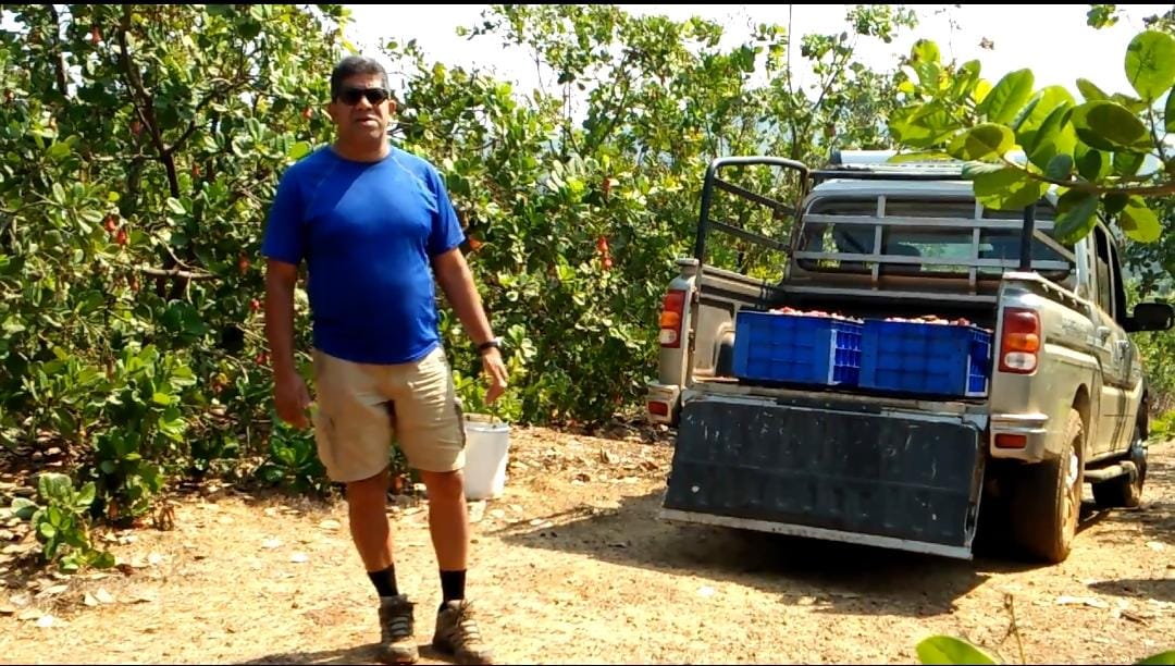 From first fruit to last drop: Goa hopes for extended Urrak season