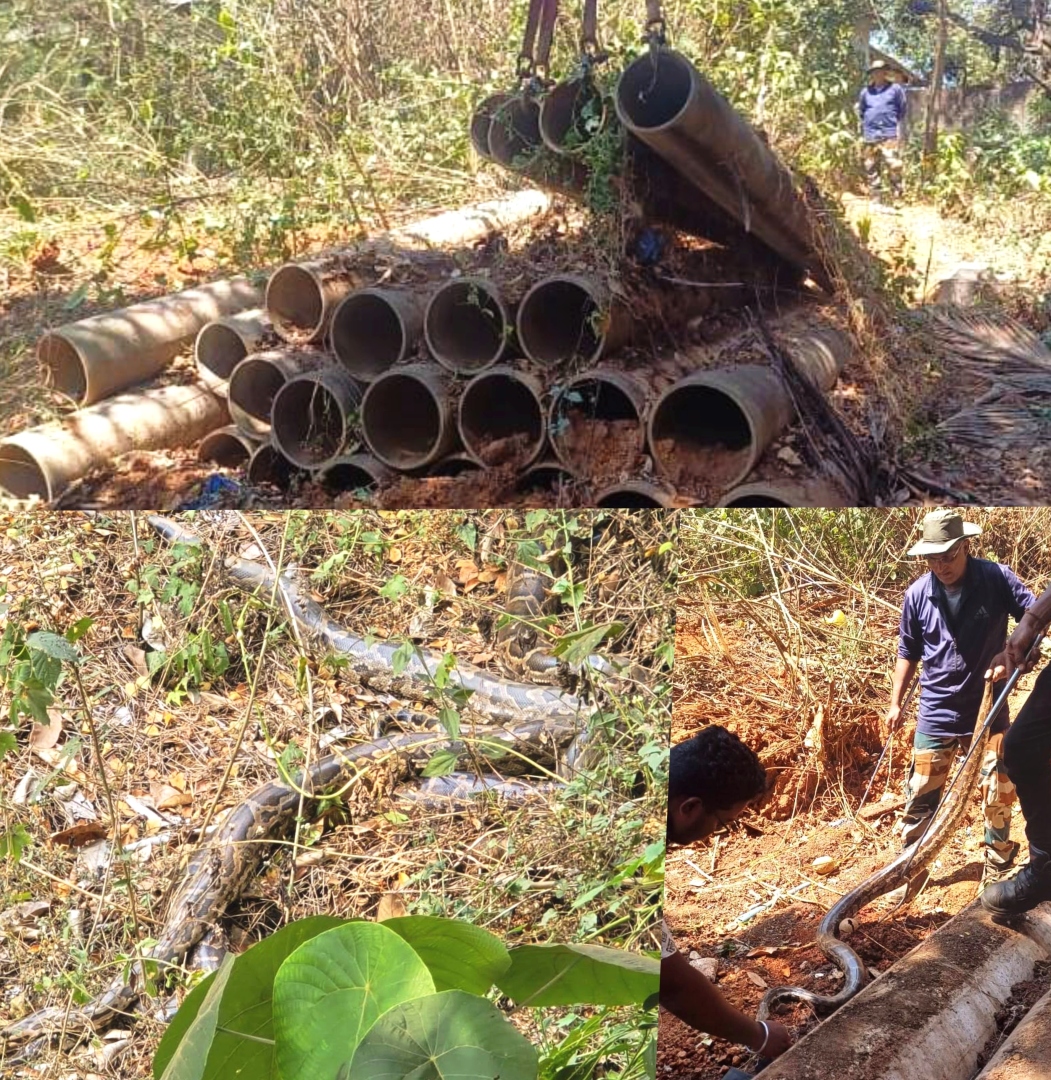 Python rescued from PWD yard