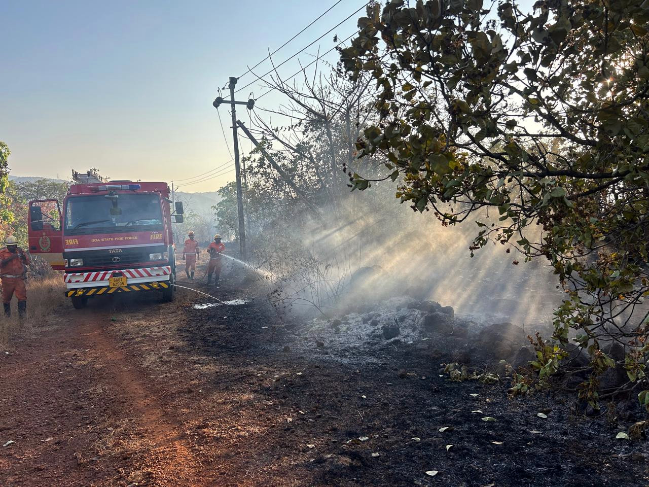 Fire ravages cashew plantations in Sattari
