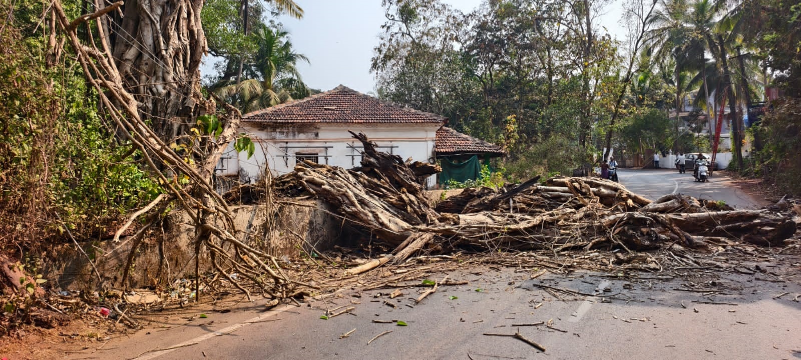 Tree branch falls on Siolim-Marna road, two students injured