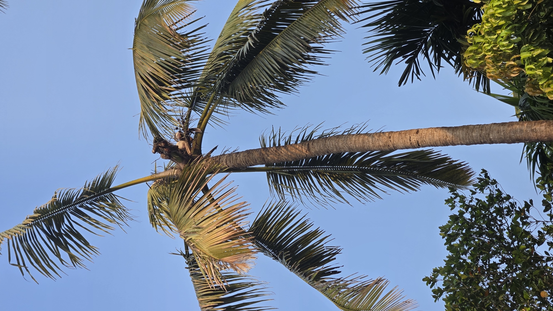 Disease and monkey menace threaten production of coconuts in Sattari