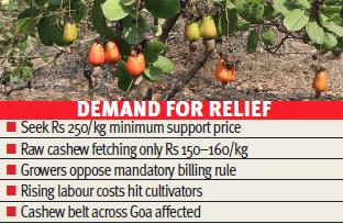 Climate change hits cashew production
