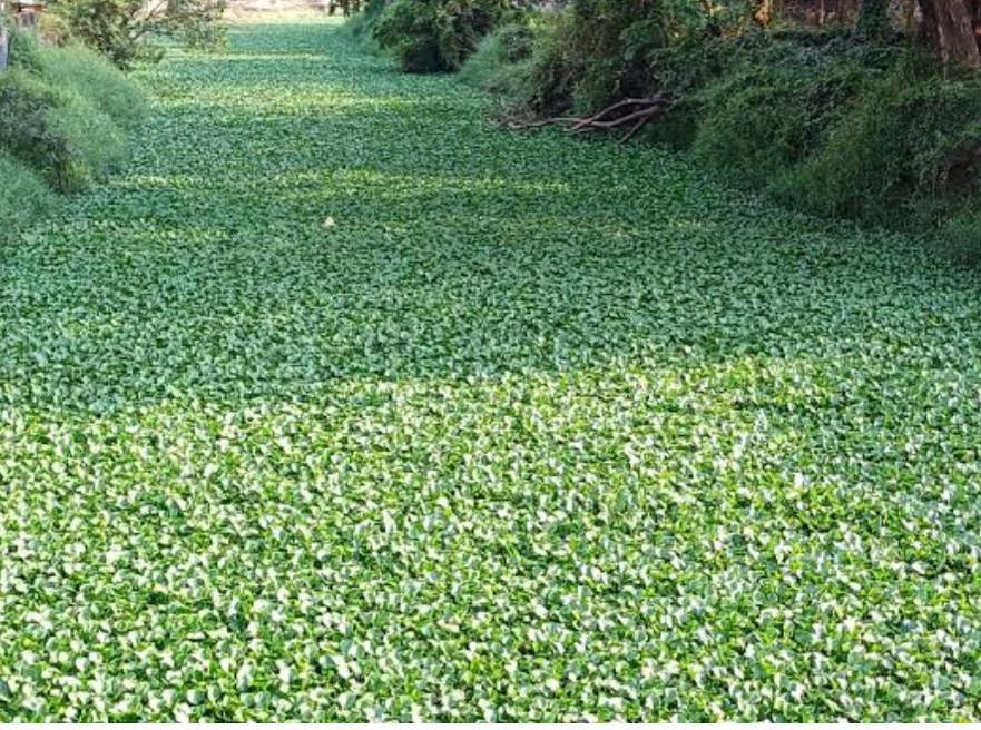 Cavelossim panchayat seeks action to clear water hyacinth from River Sal