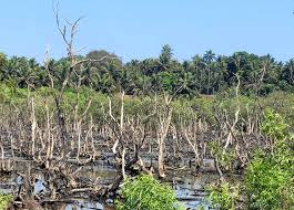 Goa to restore 570 ha of degraded  mangroves under MISHTI scheme