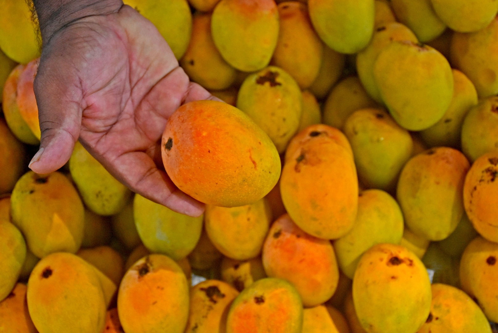 Malcorado remains a costly delight even as prices ease