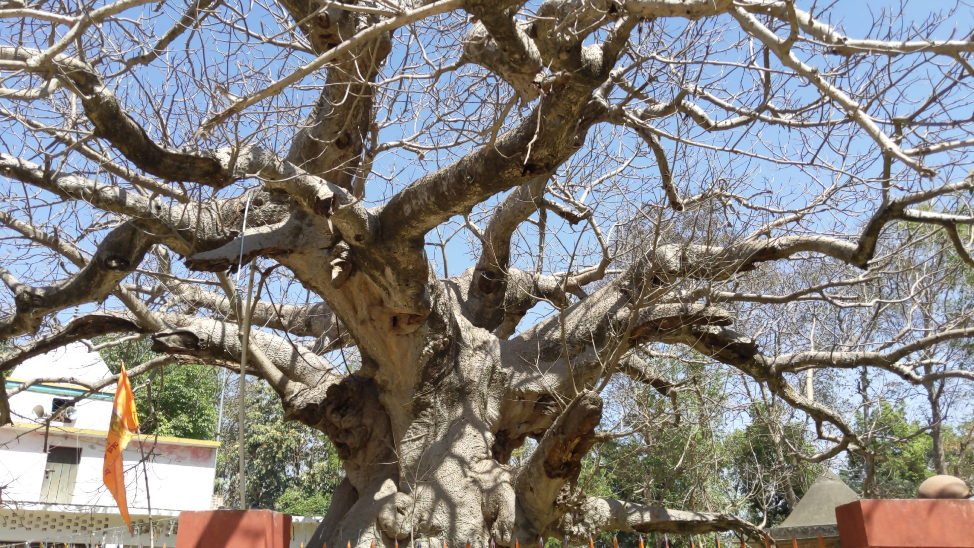 Legends surrounding the Parijaat tree