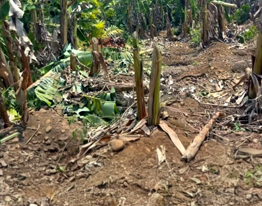 Cyclonic winds lash Sattari, cause widespread damage