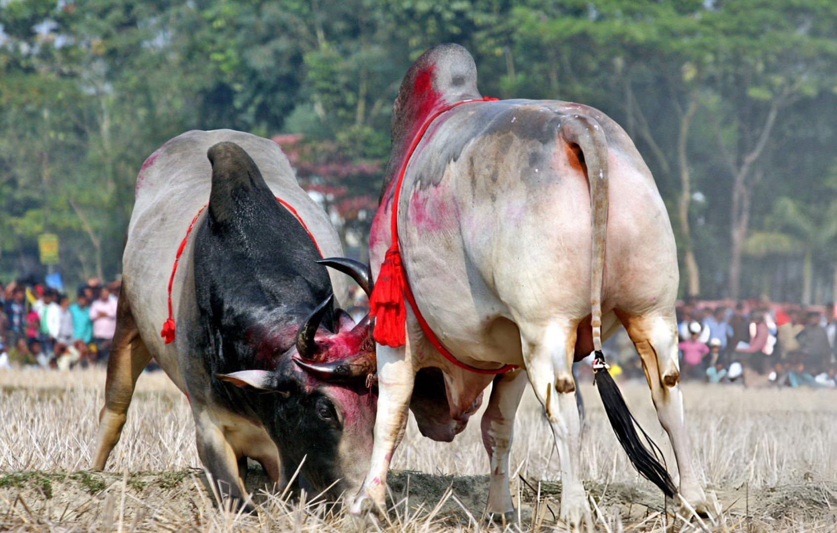 Now, landowners under lens in Salcete’s bullfight crackdown