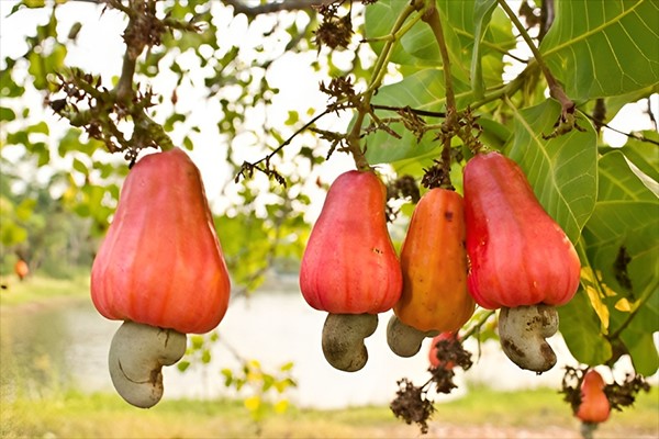Experts call on farmers to cash in on 'organic' nature of Goa's cashew