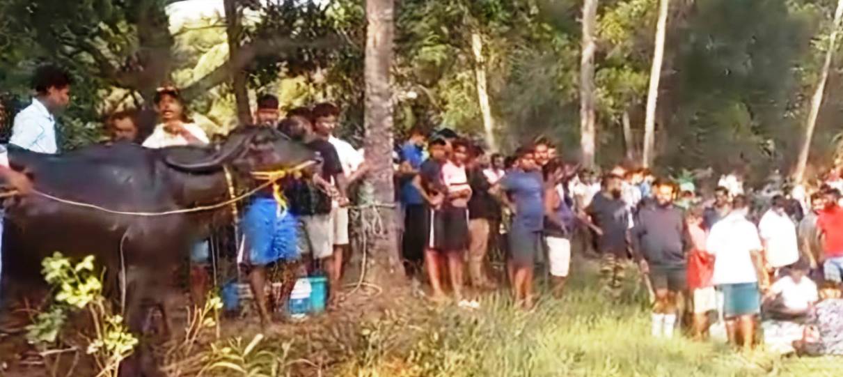 Horns locked, law sidelined; Sernabatim hosts bullfight