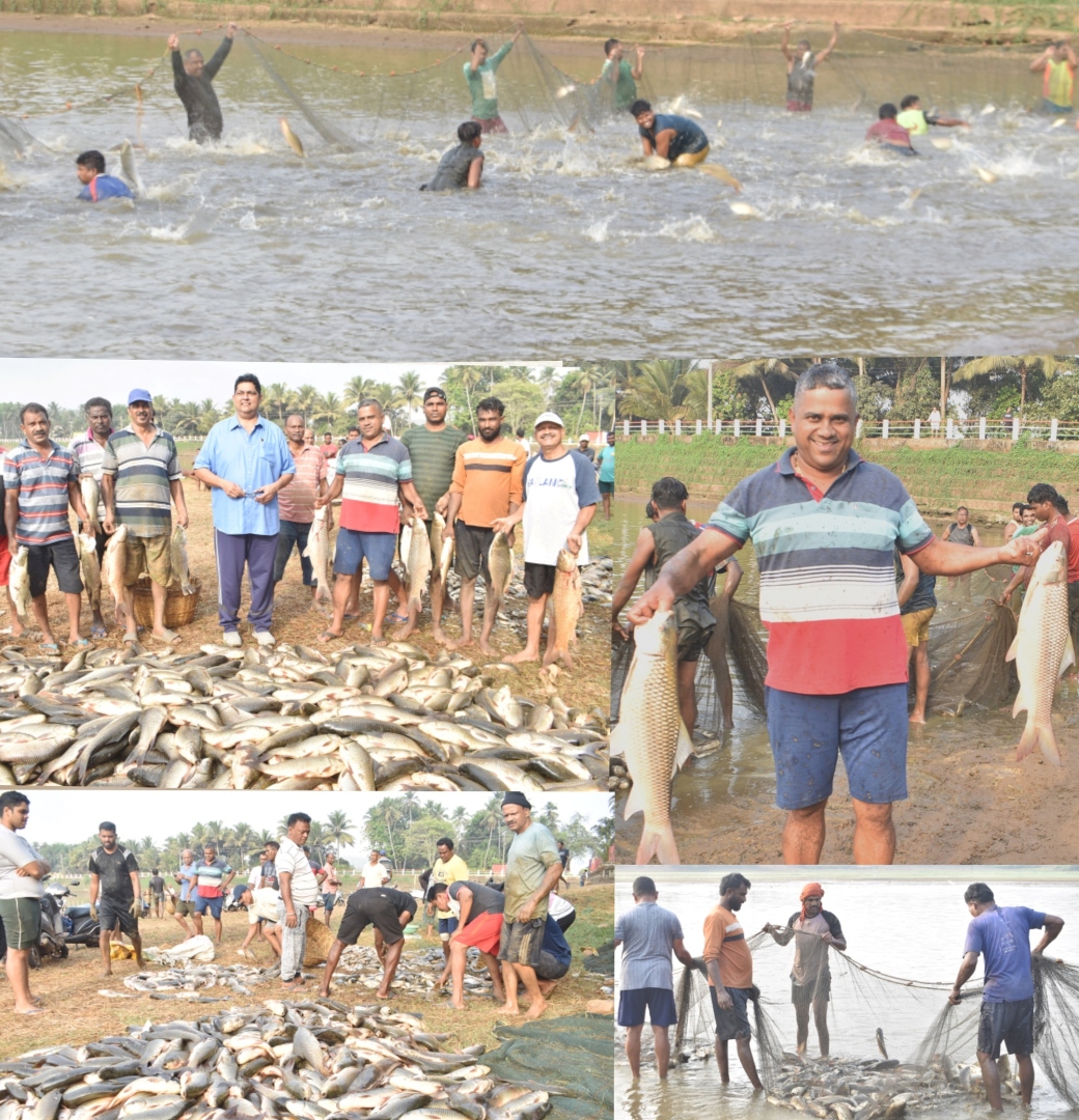 Fish bounty at Mai Tollem brings cheer to farmers