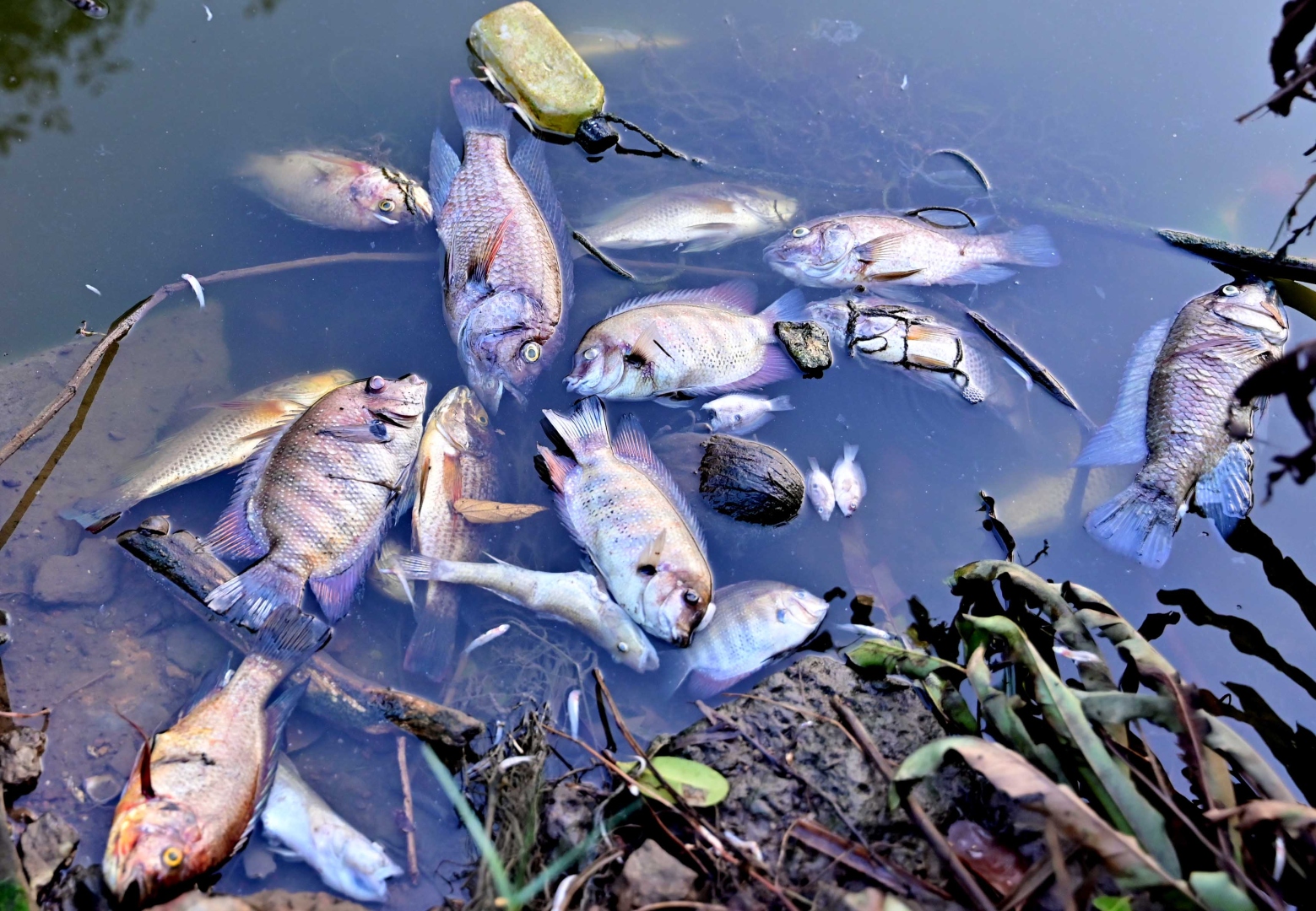Mala locals face foul smell as dead fish begin to rot in lake