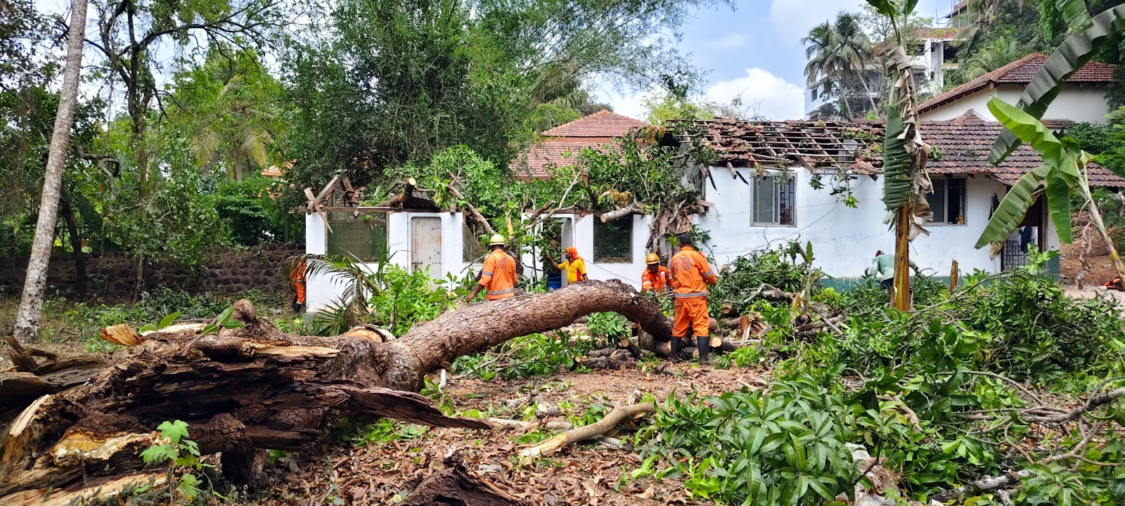 Toddler among five   injured as tree crashes   onto Aldona house