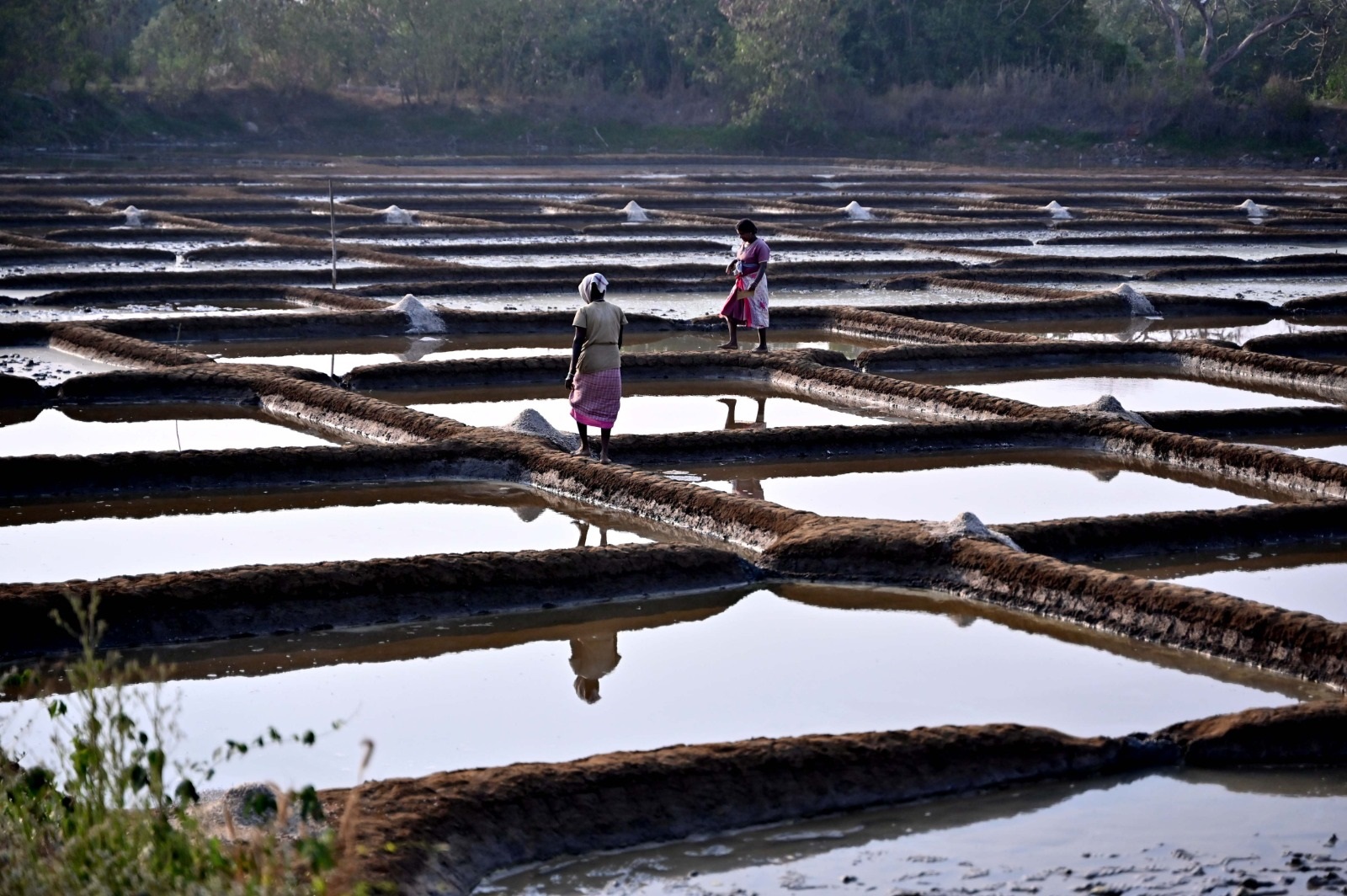 Goa’s vanishing salt pans: A tradition that barely breathes
