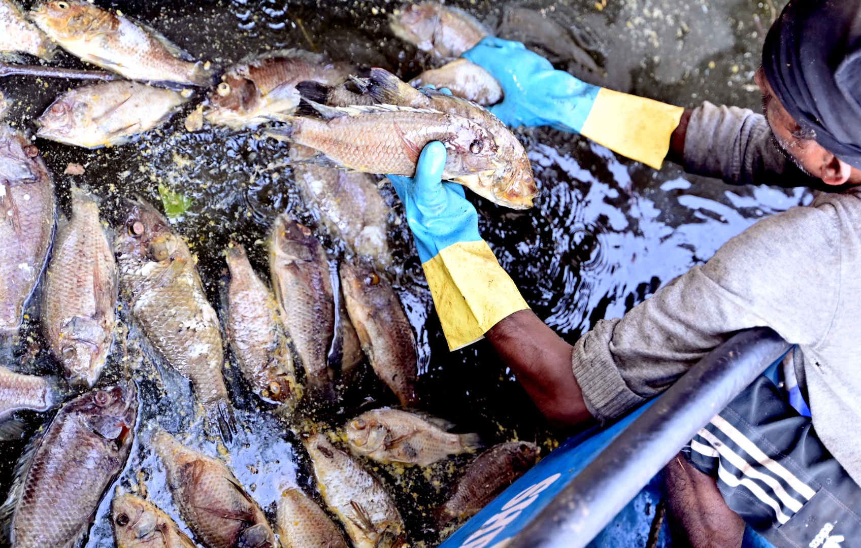 MALA LAKE FISH DEATHS: Initial tests hint at oxygen crash