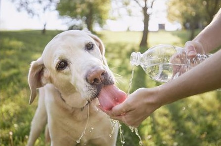 Caring for pets and stray animals as heat and humidity rise