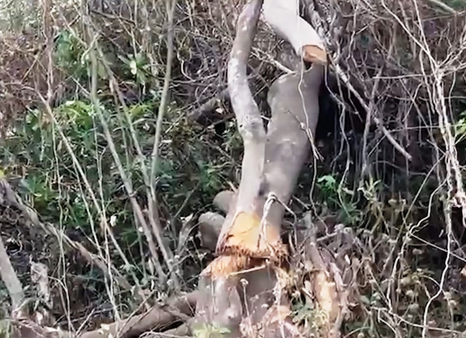 Hundreds of mangroves found  felled, destroyed in Curtorim