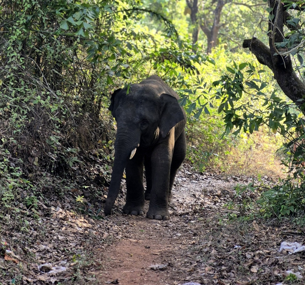 Pernem villagers plan protest meet over rampaging ‘Omkar’