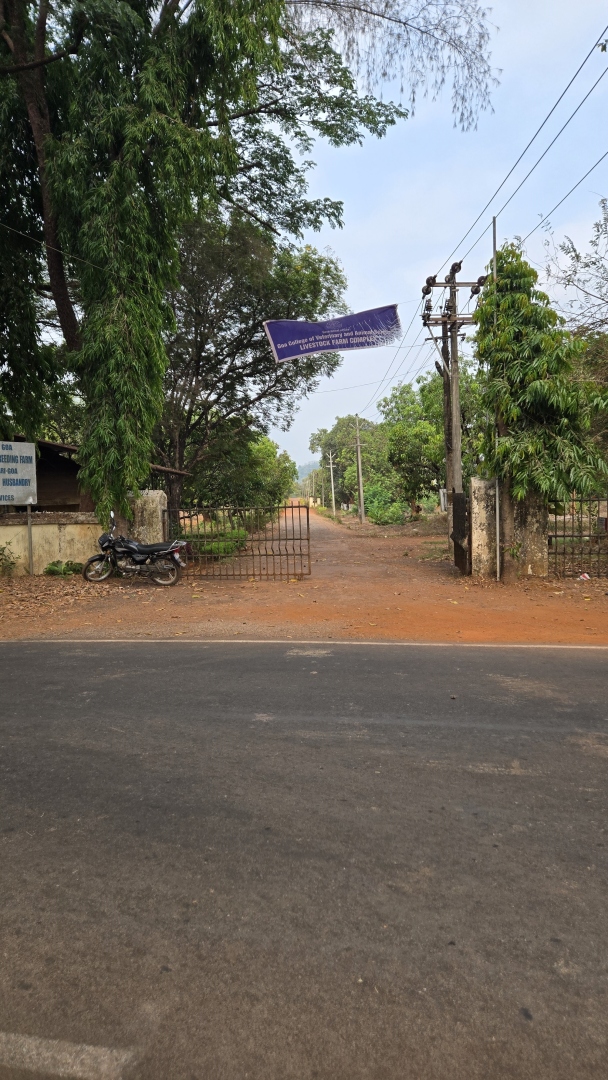 Wild animals affect farms and dairy fodder in Sattari