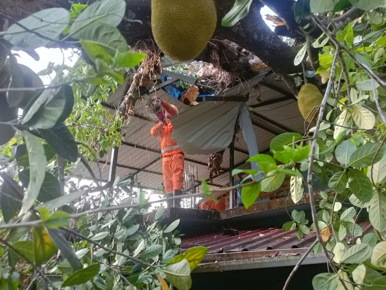 Worsening winds cause   tree falls across Sattari