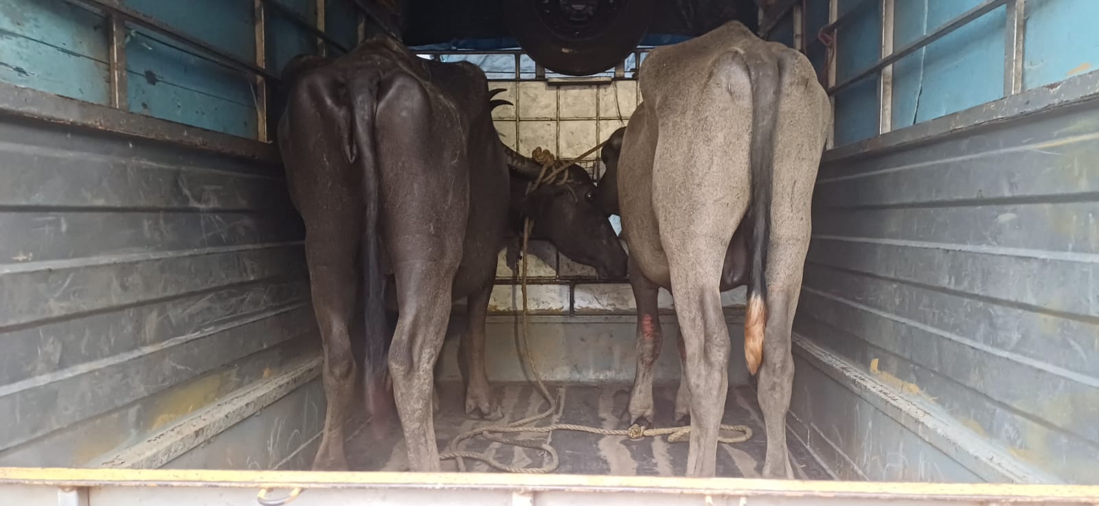 Pickup transporting cattle  intercepted at Rawanfond
