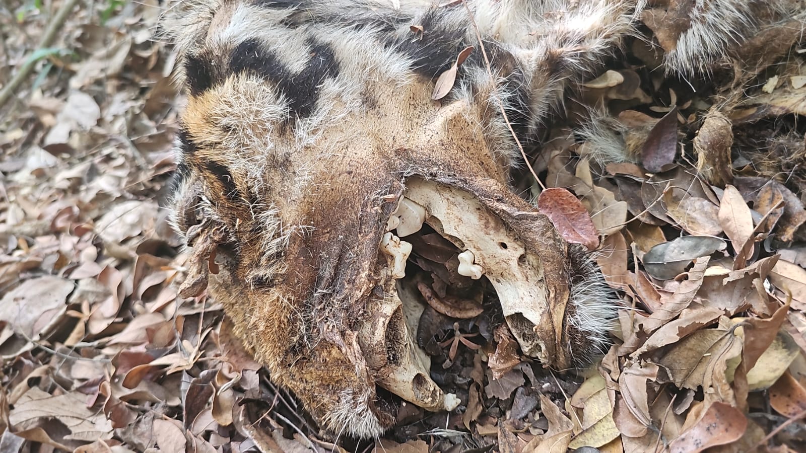 Carcass of tiger  found in forest  at Dharbandora