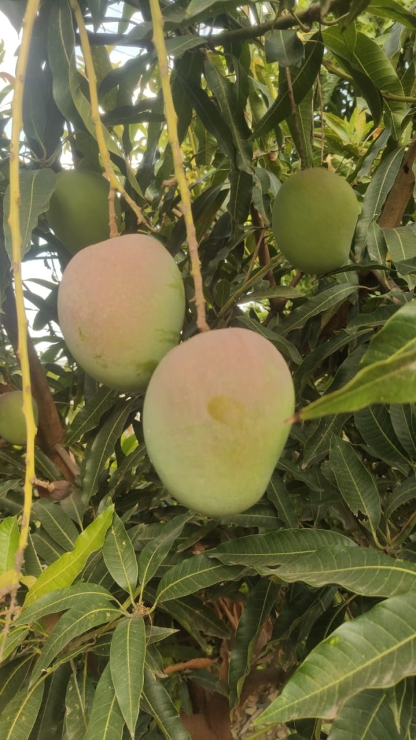 Mango prices crash in Sattari amid bumper   harvest, favourable weather this season