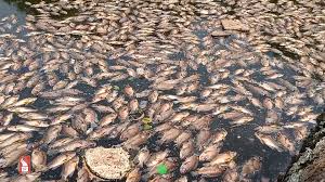 31 houses found dumping sewage  in Mala Lake; CCP issues notices